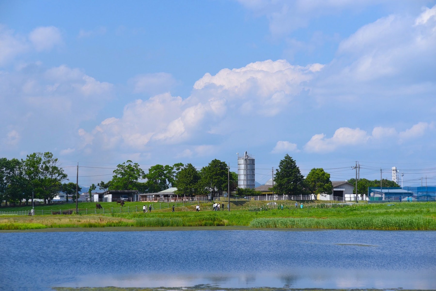 兵庫県加西市にある神戸大学附属農場の牧草地の風景